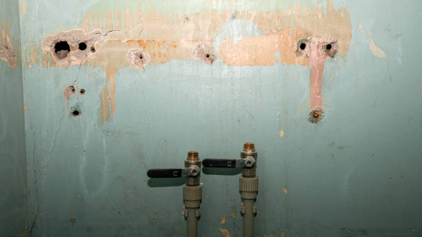 Best Mold removal after water damage  in Orchard Homes, MT